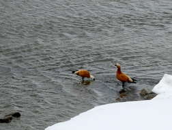 Image of Ruddy Shelduck