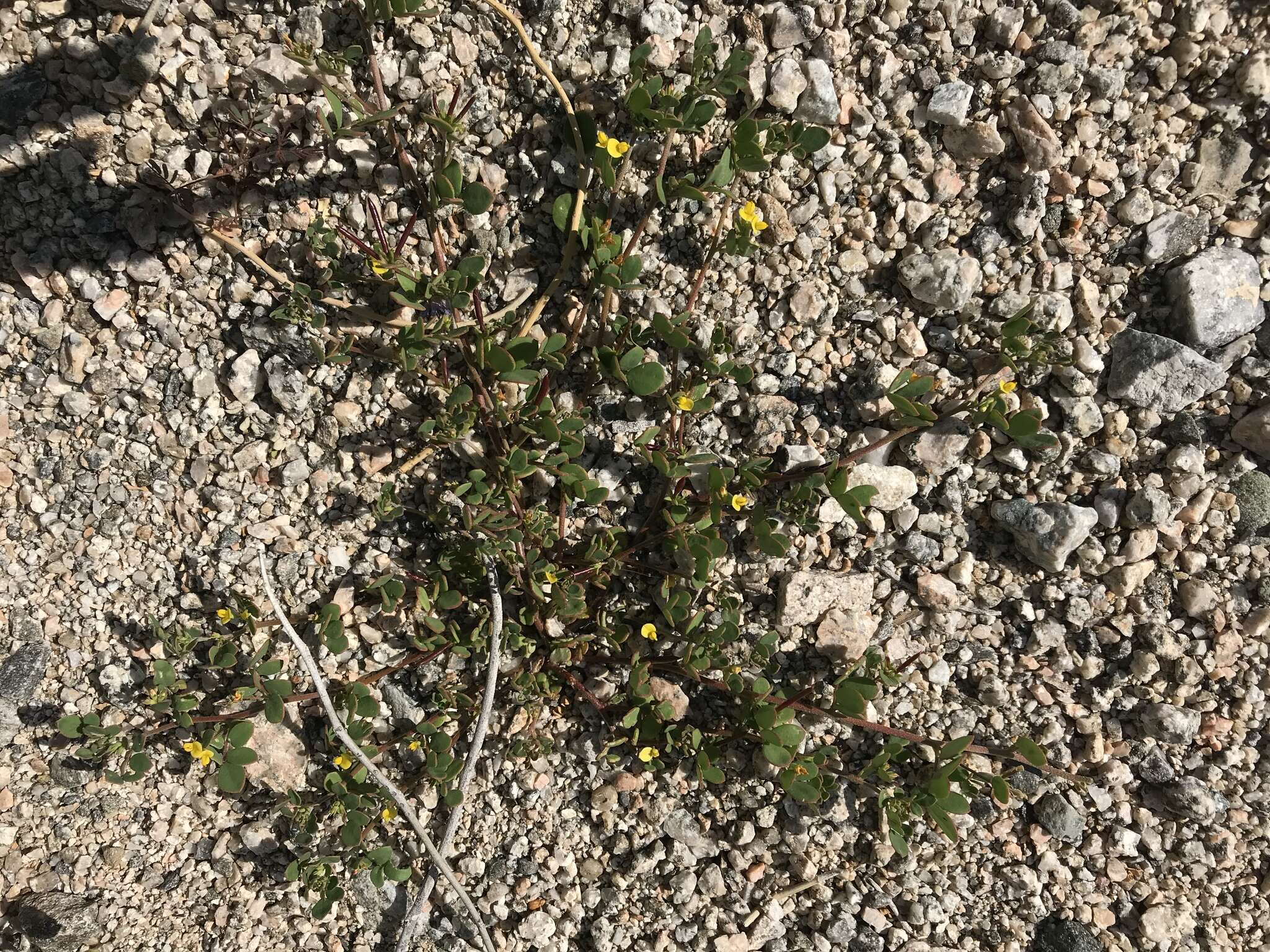 Image of coastal bird's-foot trefoil