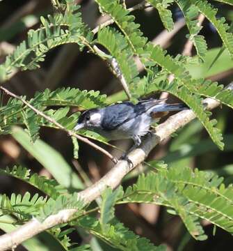 Image of White-eared Conebill