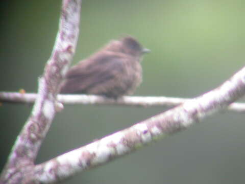 Image of White-thighed Swallow