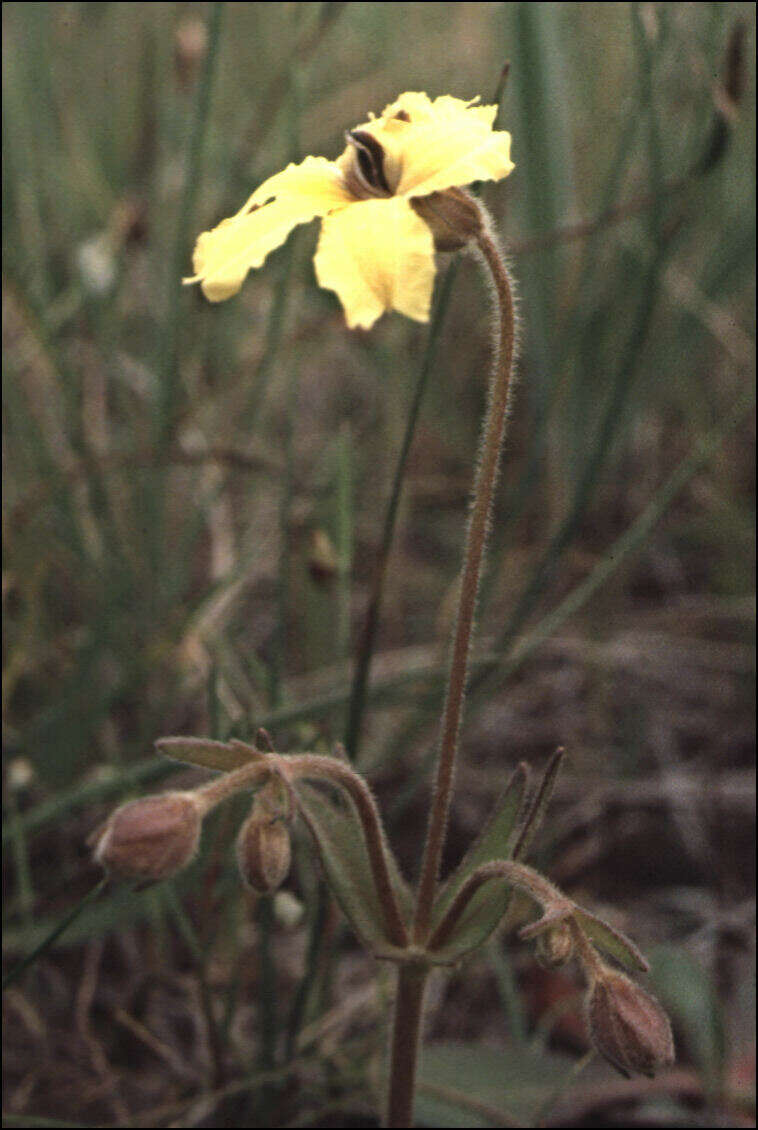 Image of Goodenia paradoxa