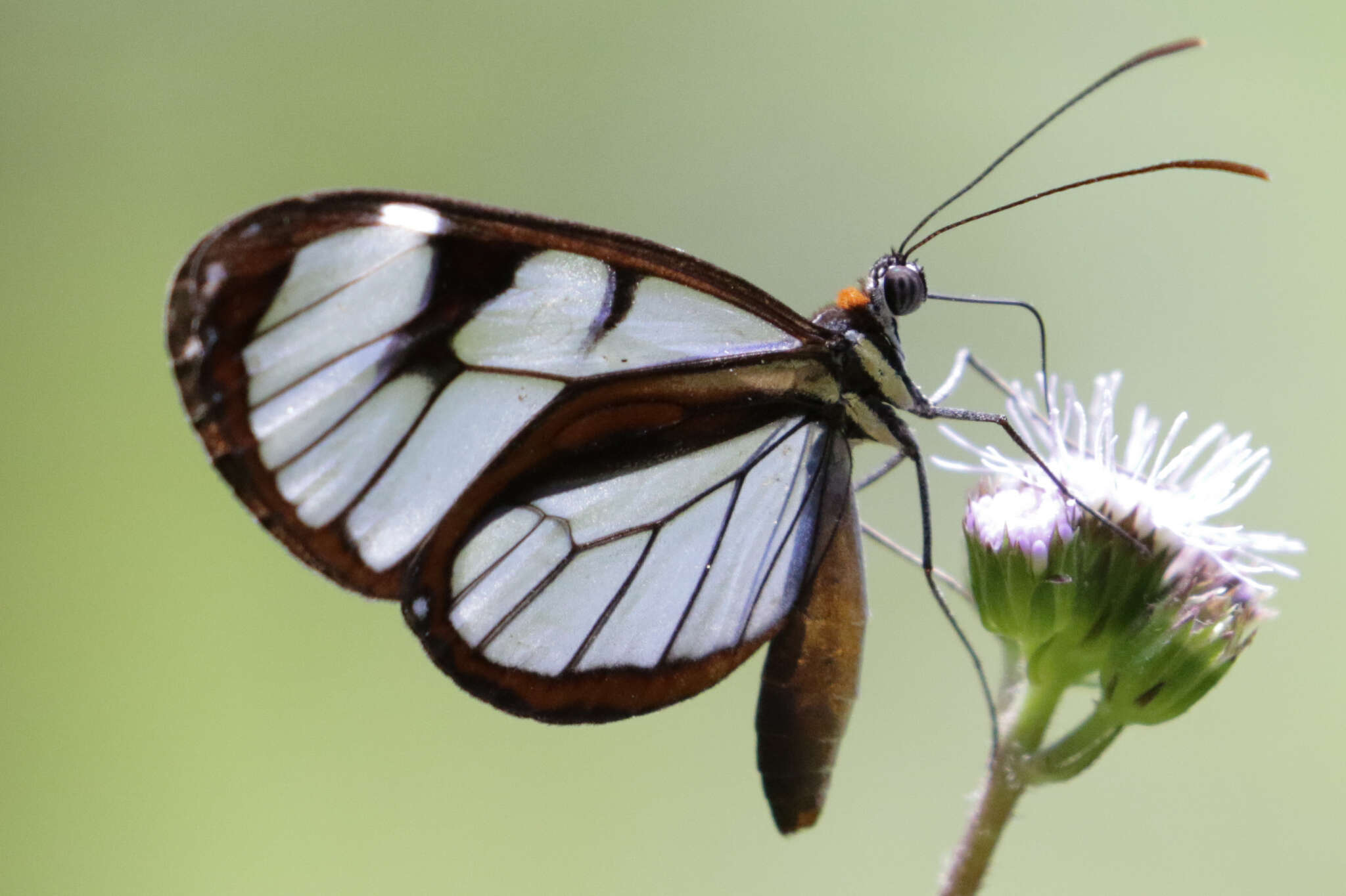 Imagem de Ithomia diasia Hewitson 1854