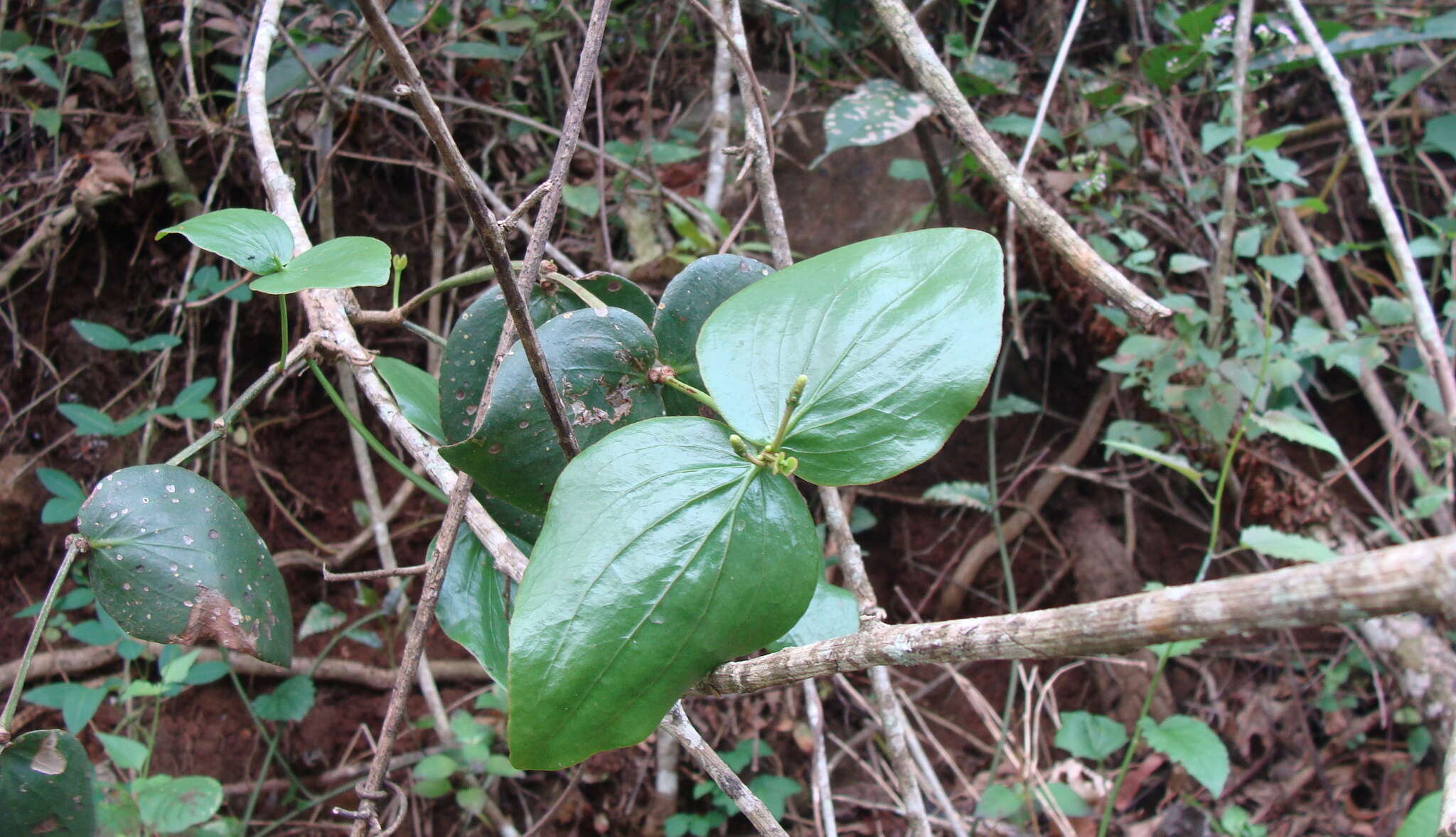 Image of Oryctanthus cordifolius (Presl) Urban