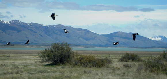 Image of Black-faced Ibis