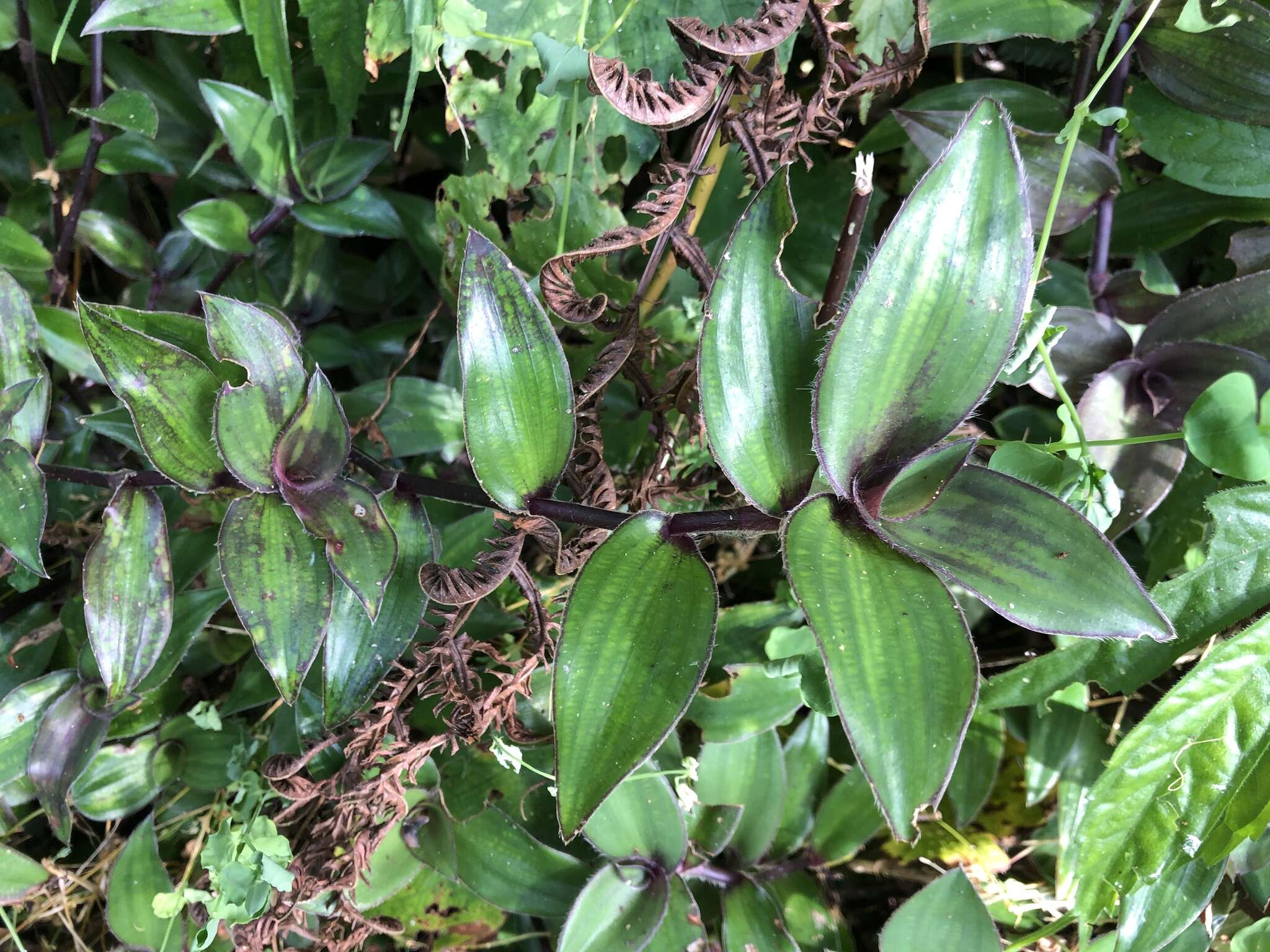 Image de Belosynapsis ciliata (Blume) R. S. Rao