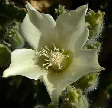 Image of desert stingbush