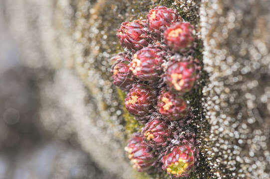 Image of Saxifraga boussingaultii Brongn.