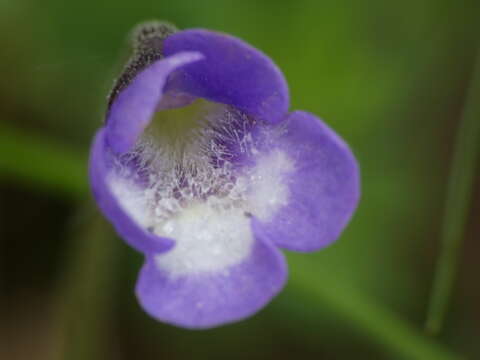 Sivun Pinguicula leptoceras Rchb. kuva