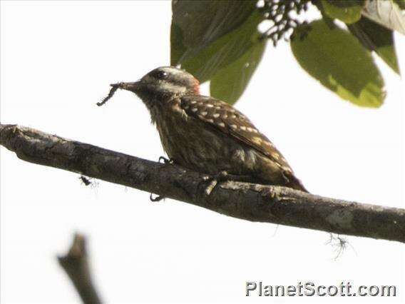 Image of Sulawesi Pygmy Woodpecker