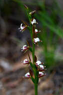 Imagem de Prasophyllum brevilabre (Lindl.) Hook. fil.