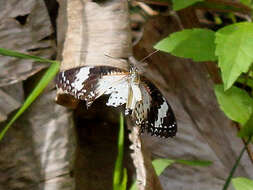 Cethosia cyane euanthes Fruhstorfer 1912 resmi