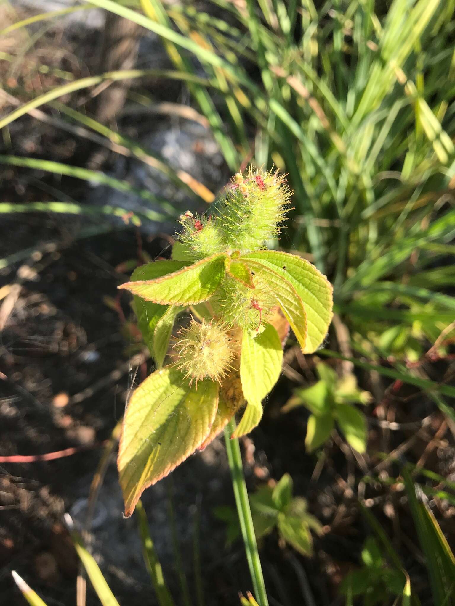 Image de Acalypha aristata Kunth