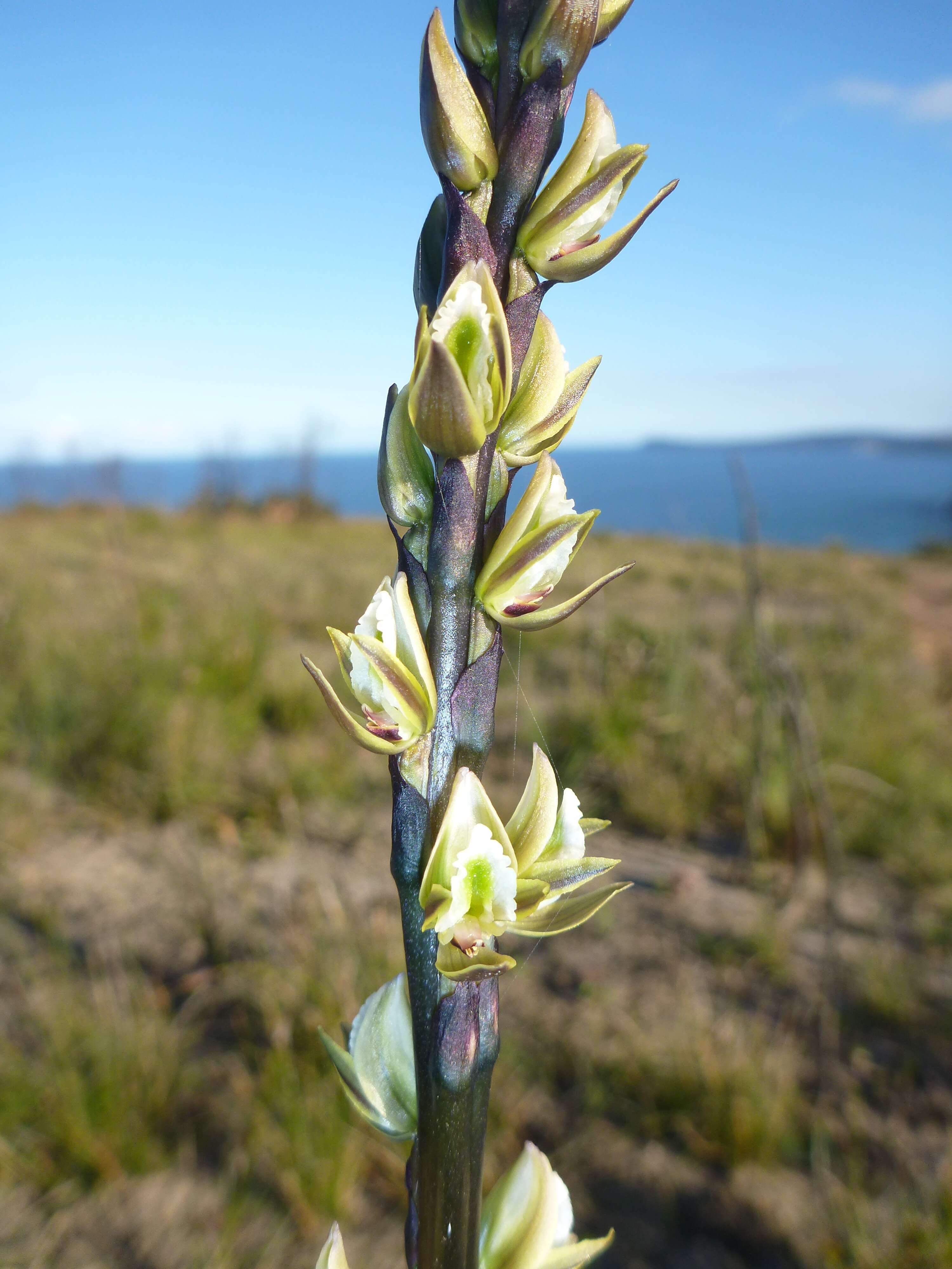 Imagem de Prasophyllum elatum R. Br.