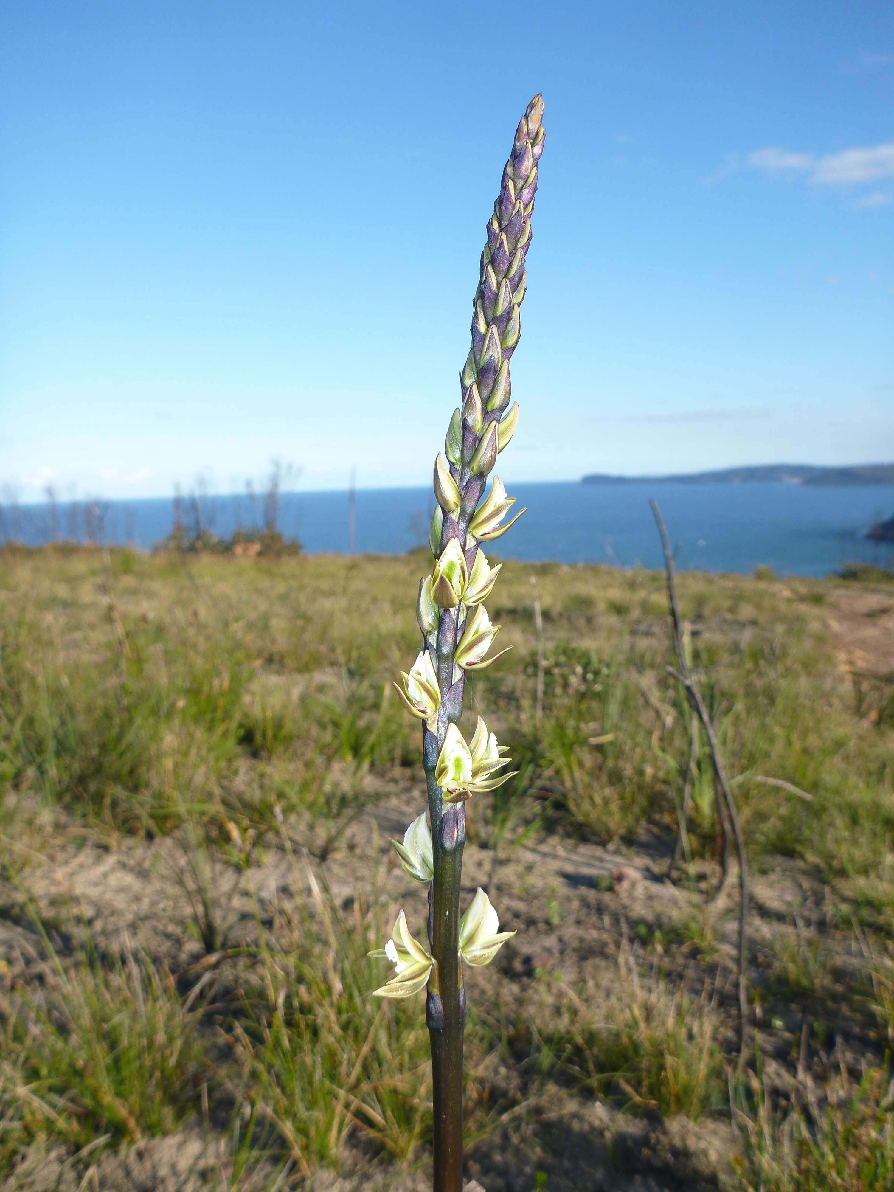 Imagem de Prasophyllum elatum R. Br.