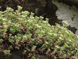 Image of woodland stonecrop