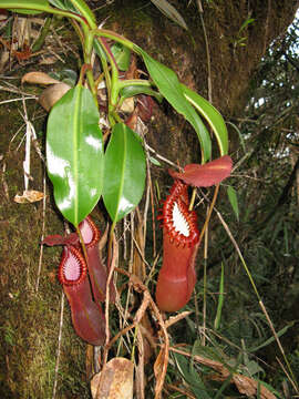 Image of Pitcher plant