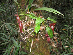 Image of Pitcher plant