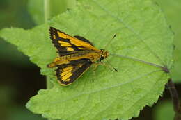 Image of Bush Hopper