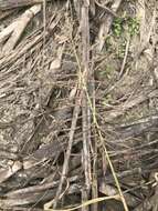 Image of Amazon Viper Grass