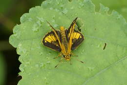 Image of Bush Hopper