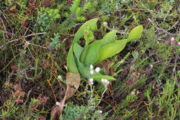 Image of Cyrtanthus obliquus (L. fil.) Aiton