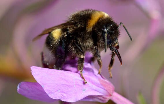 Image of White-tailed bumblebee