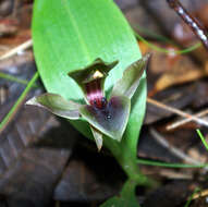 Image of Large bird orchid