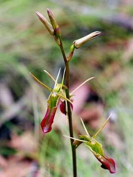 Image of Large tongue orchid