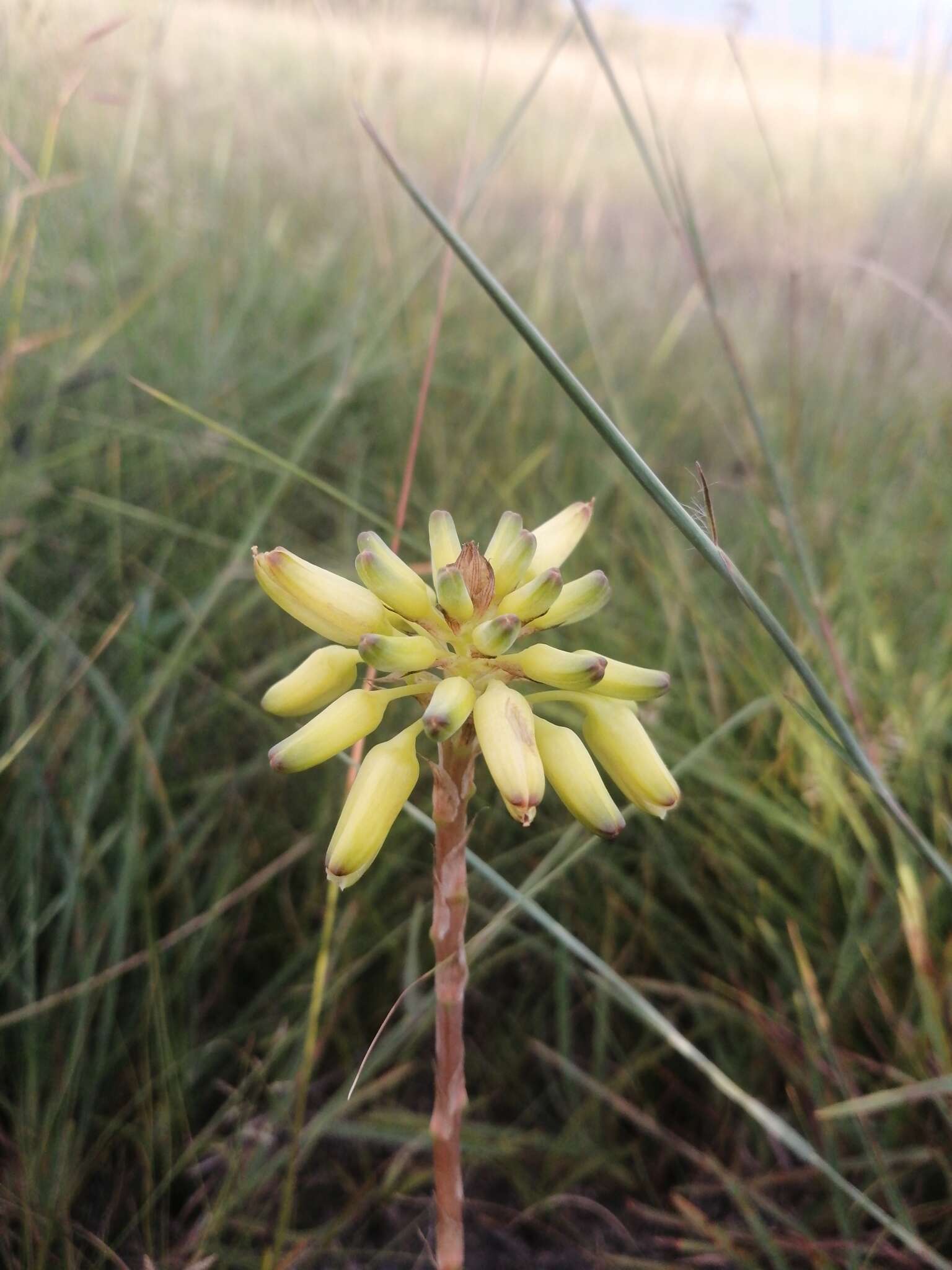 Image de Aloe linearifolia A. Berger