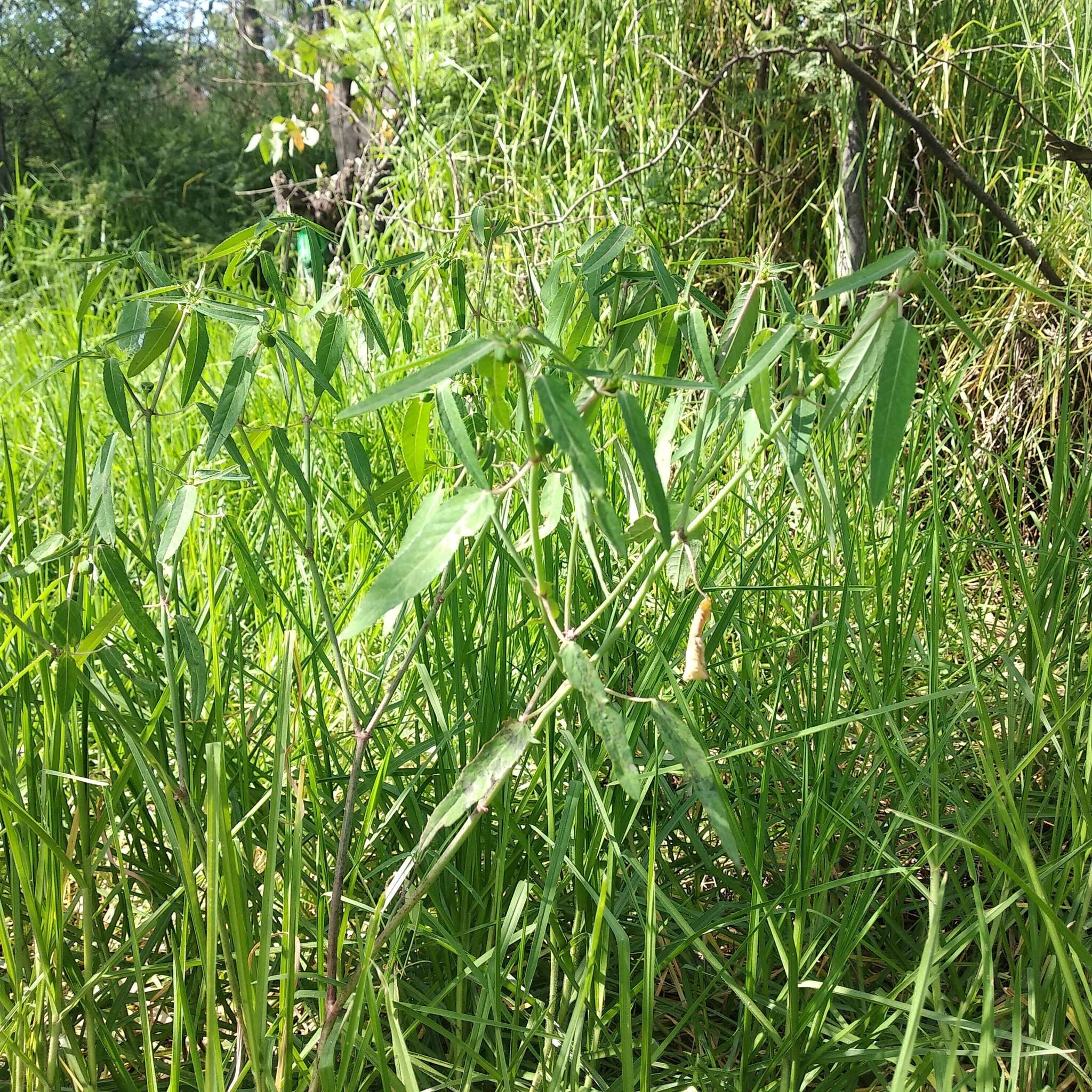 Слика од Euphorbia lacera Boiss.