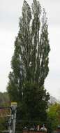 Image of Black Poplar