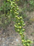 صورة Artemisia chamaemelifolia Vill.