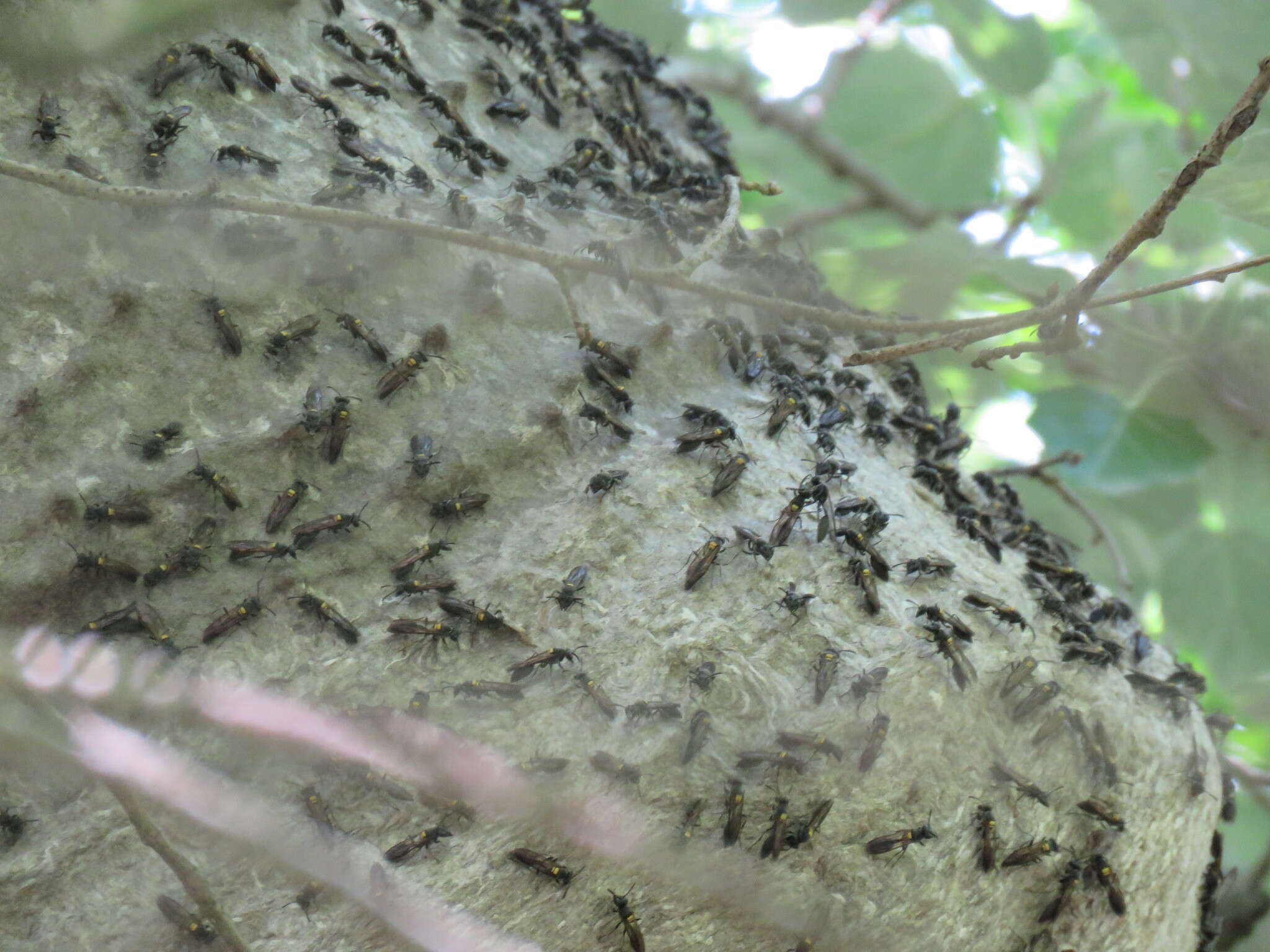 Polybia scutellaris (White 1841)的圖片