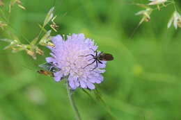 Image of Empis tessellata Fabricius 1794