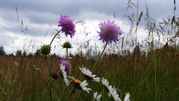 Слика од Knautia arvensis (L.) Coulter