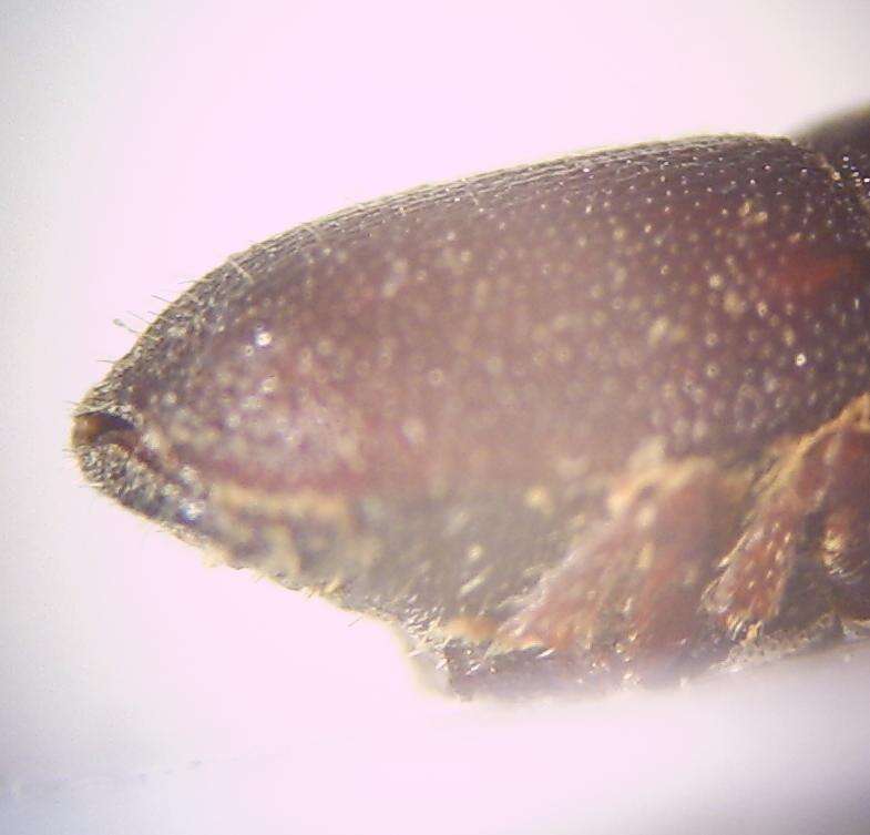 Image of Shot hole borer