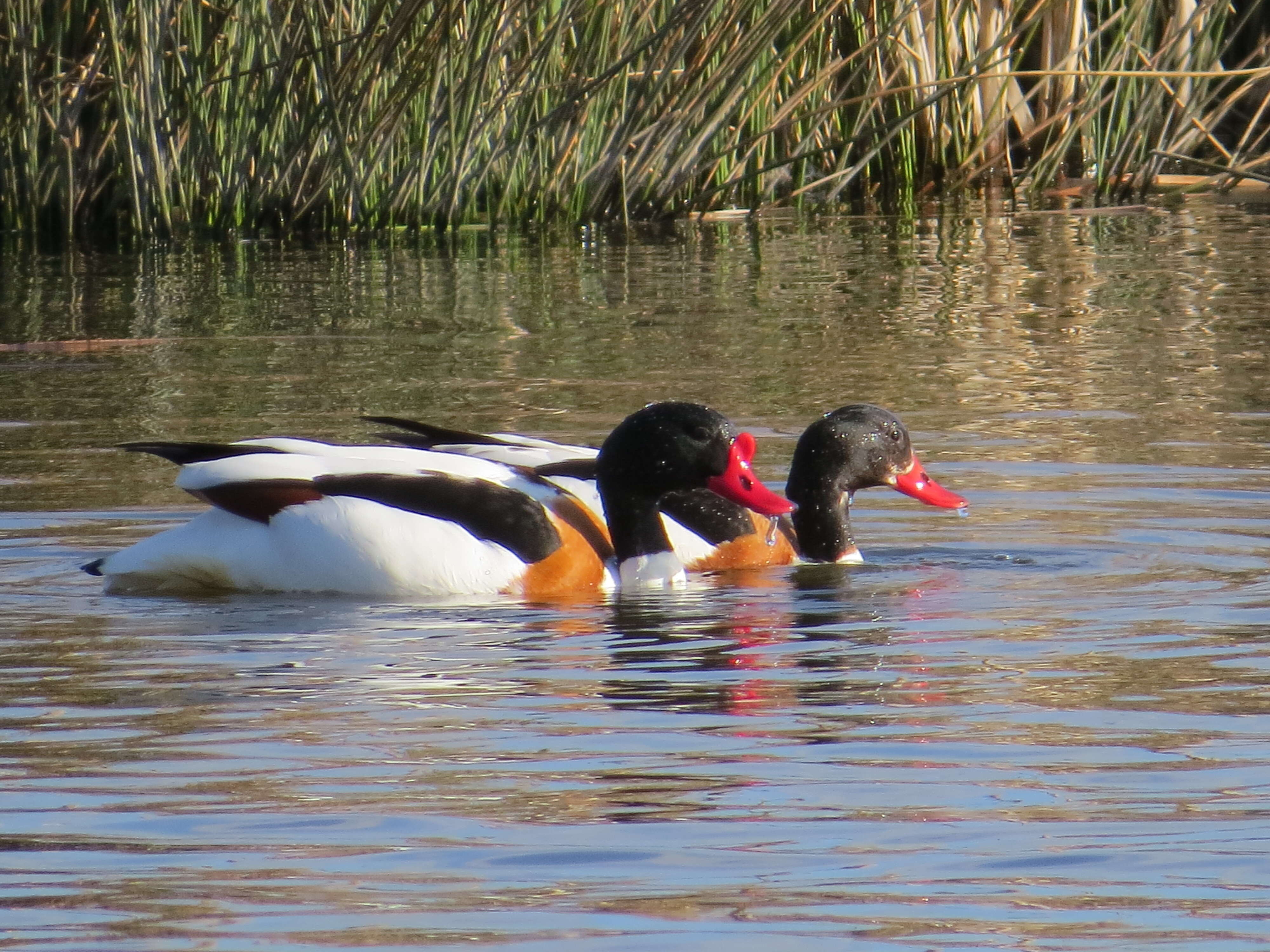 Image of shelduck, common shelduck