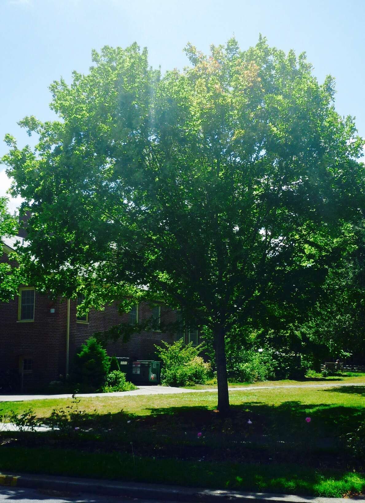 Image of sugar maple