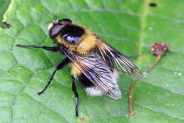 Volucella bombylans (Linnaeus 1758) resmi