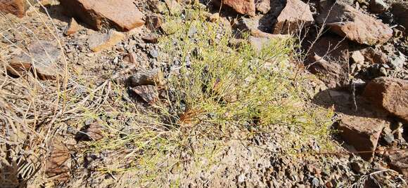 Image of Fagonia indica Burm. fil.