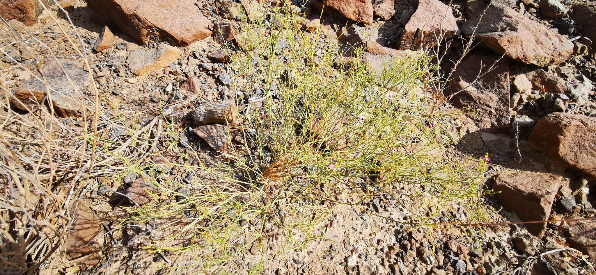 Image of Fagonia indica Burm. fil.