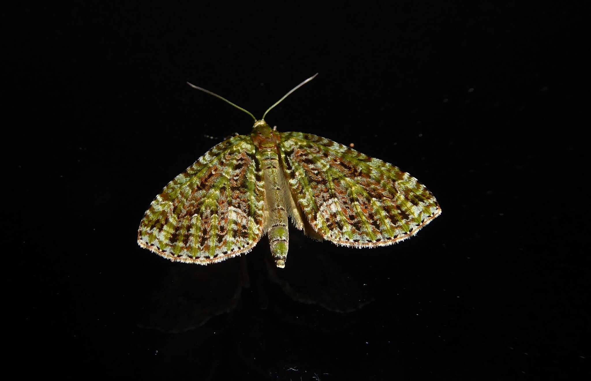 Image of mistletoe carpet moth