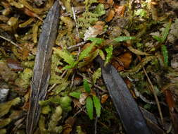 Imagem de Pseudopanax linearis (Hook. fil.) K. Koch