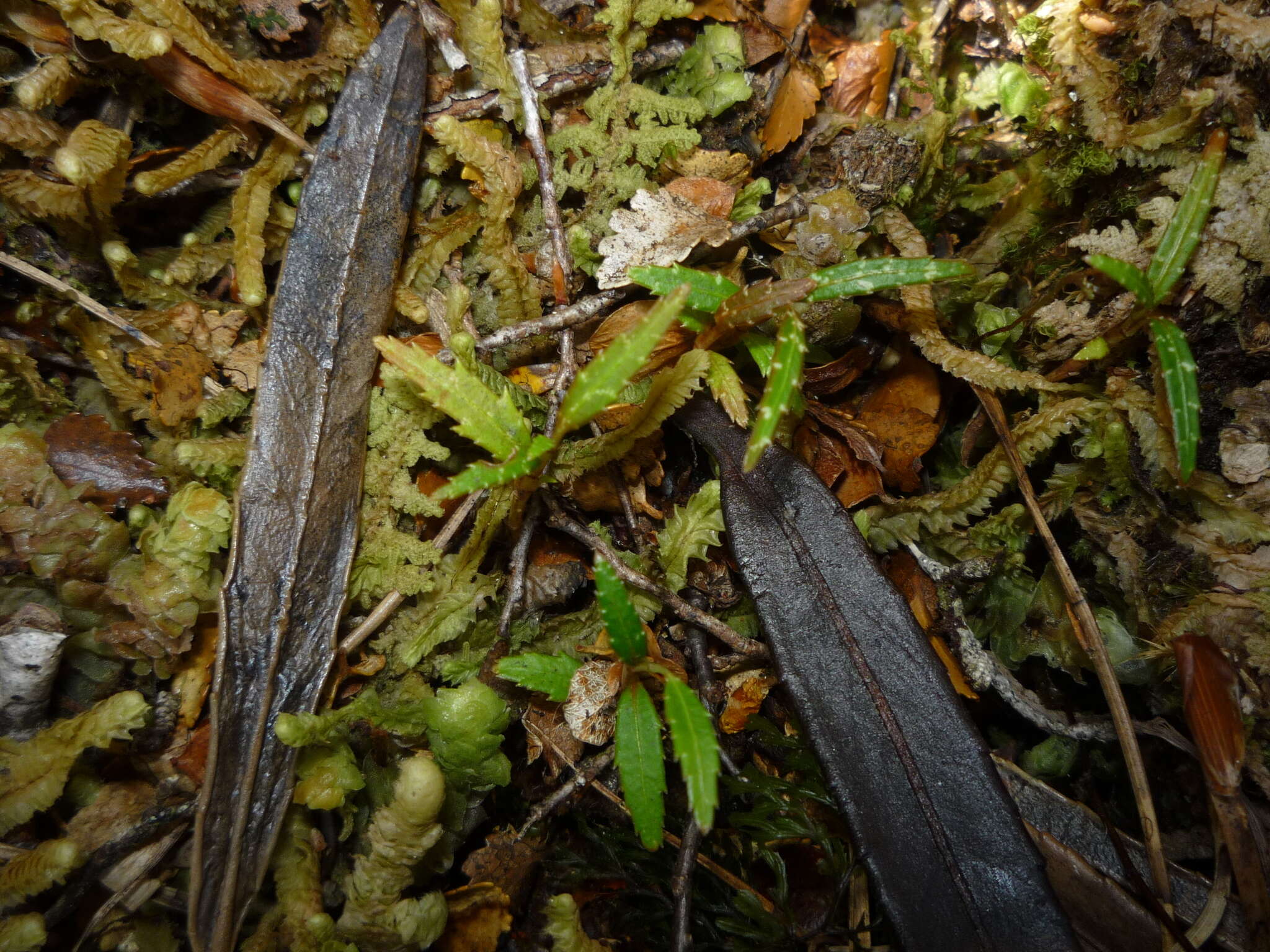 Imagem de Pseudopanax linearis (Hook. fil.) K. Koch