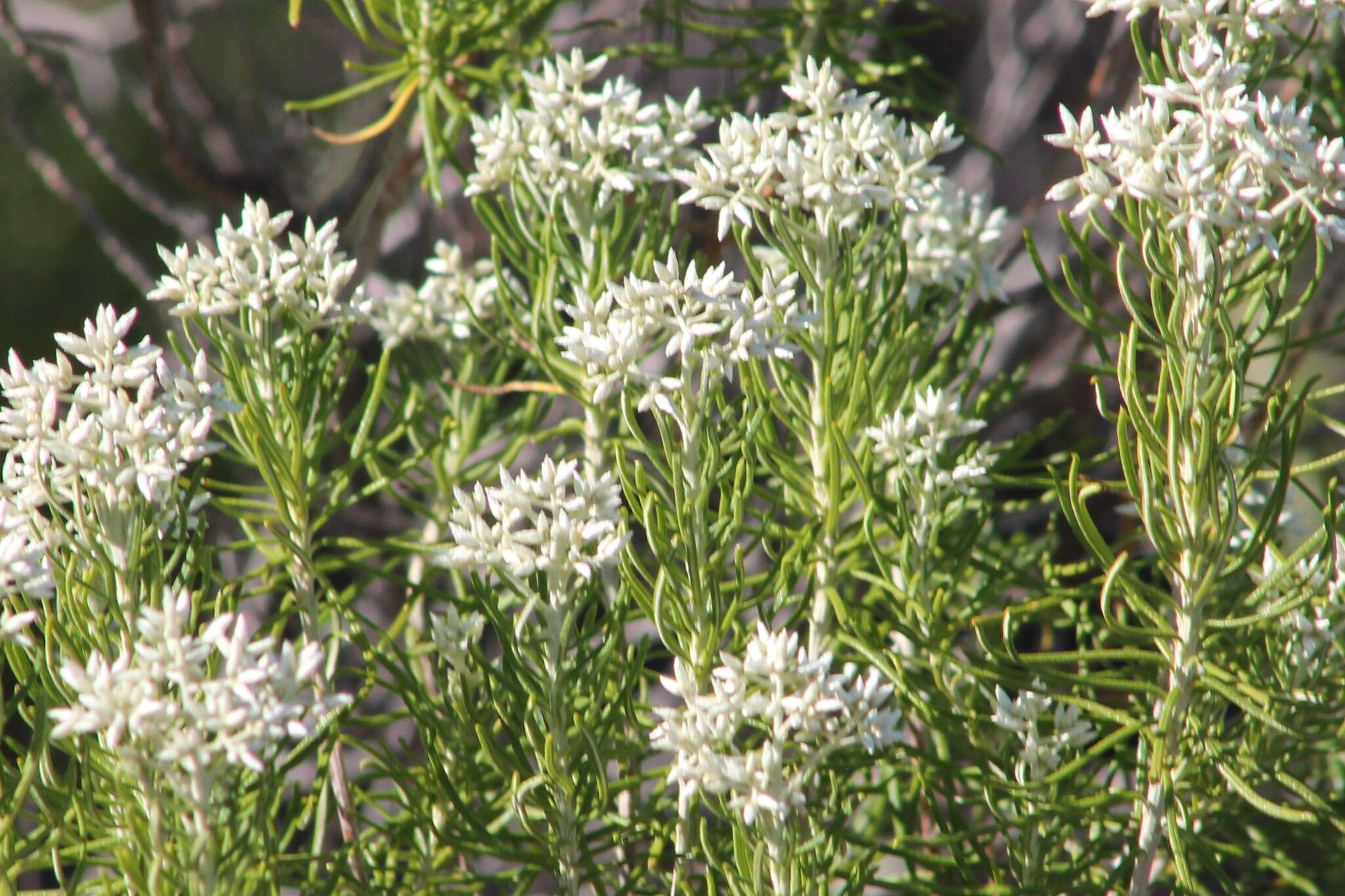 Image of Wild Rosemary