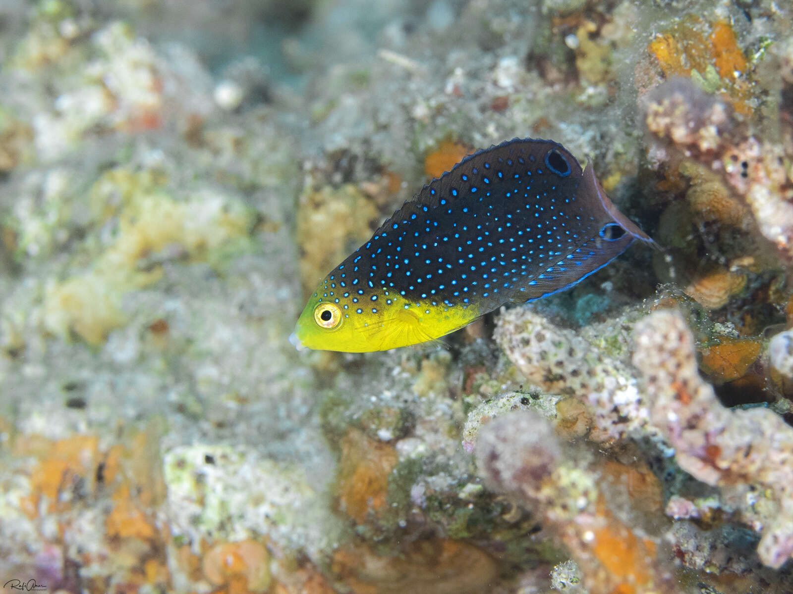 Image of Twister Wrasse