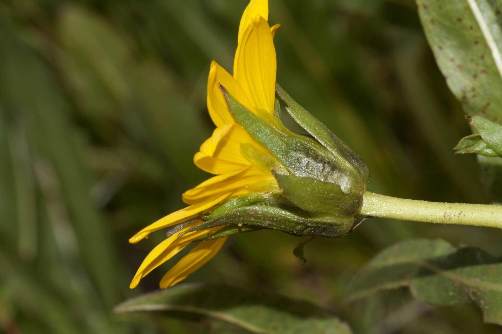 Image of Humboldt mule-ears