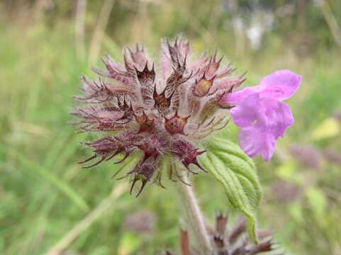 Image of wild basil