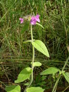 Image of wild basil