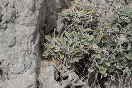 Pentanema verbascifolium subsp. heterolepis (Boiss.) resmi